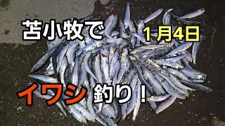 苫小牧でイワシ釣り！