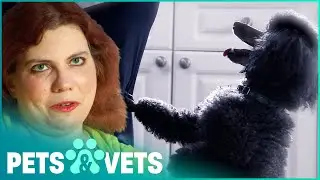 Toy Poodle Protects Owner From Dangerous Medical Condition | Pet Heroes