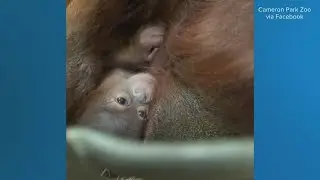 Baby orangutan born at Cameron Park Zoo