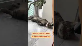 Whiskers and Wiggles: Playful Pets in Action!