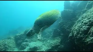 Fun dive at Artificial Reef and Dibba Rock, Fujairah, UAE