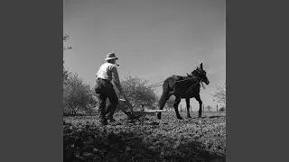 Last Mule Skinner Blues