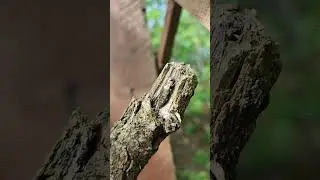 Дицерка ольховая. Краснодарский край, Абинский район
