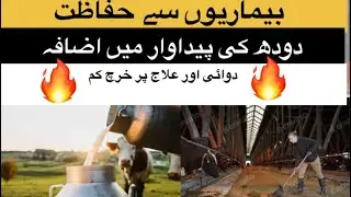 Cow Shed Cleaning | 🔥Gaye ki jga saaf rakhny ke faiday 😱 #dairyfarm #viral #ytshorts 