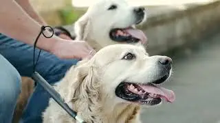 Yes, dogs can pick up on their owners' emotions.