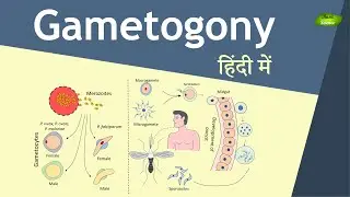 Gametogony in Plasmodium in Hindi | Malaria Transmission | Basic Science Series