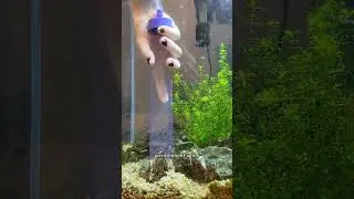 Preparing your fish for a vacation