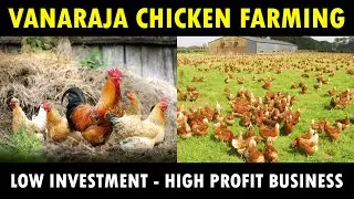 Vanaraja Chicken Farming | Desi Poultry Farming Guide | Low investment High Profit business Plan