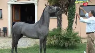 Frank Boetto e il cavallo arabo (1°p.) - 