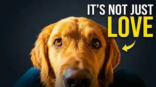 Real Reason Your Dog Picks You Over Everyone Else