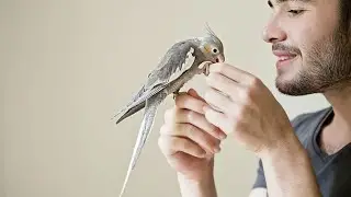 Comment gagner la confiance de votre oiseau perruch ou calopsittes ?