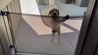 The Ultimate Review of the Punch-Free Retractable Baby Gate | Child & Pet Safety