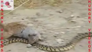 Amazing fight Between Rattle snake and squirrel