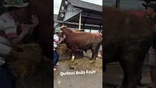 Biggest Massive Huge Bull || 2026 Qurbani Gorur Haat || #shorts #pets #animals #cow #goru