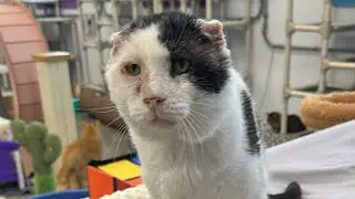 Отец Авраам и Люцерна 🐾