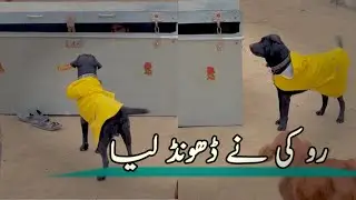 Shak Hand 🖐️ train dog ❤️ #salmandhillon#funnypet