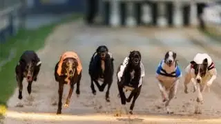 Greyhound Dog Racing - Track Race 480