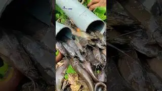 Unique Pipe Fishing Method In Village (Part_3) #fishing #shorts #fishing_shorts #pipe