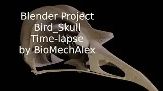 Blender modeling a simple bird skull time_lapse