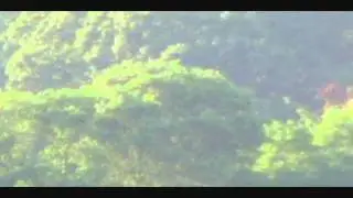 ORBS ON TREES, ORB BOOSTS OFF OF ELECTRIC LINES, 03.07.11@7AM.wmv