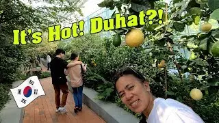 Daegu Arboretum Garden Part 2 - Tropical Fruits Greenhouse