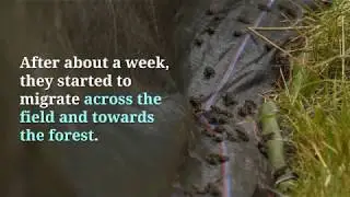 Toadlet Migration Results of 2018