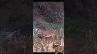 Bobcat attack deer