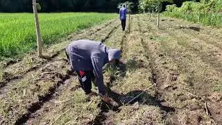 VILLAGE FARMER TRICKS PLANTING CORN SEEDS BY HAND USING READY TO PLANT HOLES!- traditional farmer