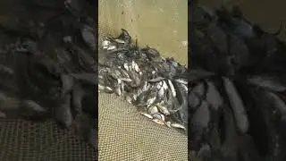Puiet peste vara 1