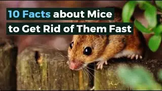 Ten Facts About Mice Every Homeowner Should Know