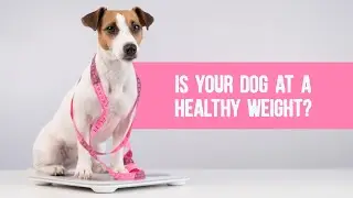 Check Your Dog&rsquo;s Weight with This Easy Trick!