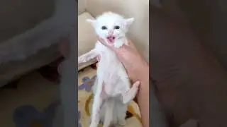 GER&Ccedil;EK KEDİ SESİ 🐱 Merak etmeyen Kedi yok 😻 Cat Meowing