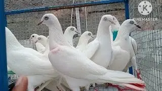 200% pure Punjabi malwai kabootar for sale Delhi mein rs 2000 ka jod 8447579723