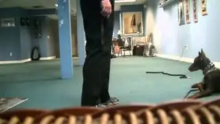 SuperDog Dan Training