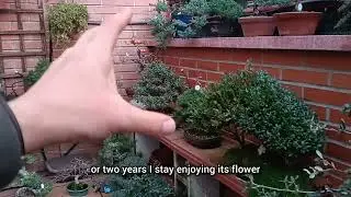 Es recomendable el FLOR Y FRUTO en BONSAI⁉️🤔 Flower and fruit are recommended in bonsai.
