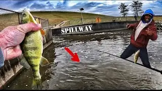 Giant Pennsylvania SPILLWAY PERCH!(Featuring Reel Addiction Fishing Erie PA #perchfishing #spillway