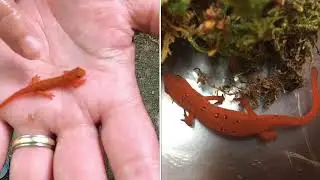 Meet the Red Eft