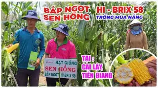 BẮP NGỌT SEN HỒNG HI-BRIX 58 CHO KẾT QUẢ RA SAO KHI TRỒNG TRONG M&Ugrave;A NẮNG ,TẠI CAI LẬY, TIỀN GIANG