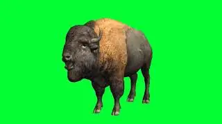 Buffalo Talking Green Screen video|Animal Poses||Cartoon animation|Cartoon characters|