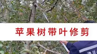 苹果树带叶修剪 #洛川大海 #大海带叶修剪