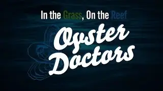 Oyster Doctors: In the Grass, On the Reef