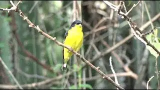 Birds of Mexico compilation 1