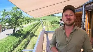 Aufricht -- Scheurebe
