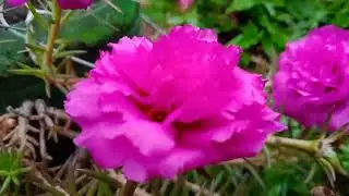 No copyright background video forest flower like so beautiful#flowertypes #pink  #nature 