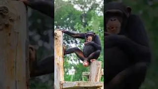 Funny Monkey Dance Shorts! #shorts #shortvideo #cuteanimal #monkeyantics #monkeydance #monkey
