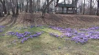 More spring flowers