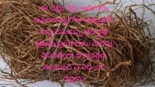 ఈ చెట్టు వేర్లు తాయితులో కానీ సింధూరంలో పొడి చేసుకుని సింధూరం   పెట్టుకున్నడులా జన ధన  శత్రు ఆకర్షణ