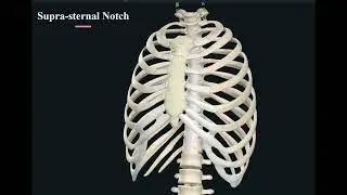 Thorax : Bony landmarks