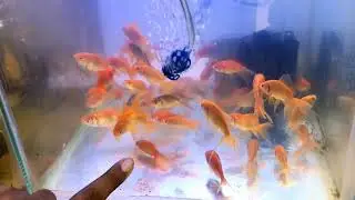 Saniya Aquarium Shop Part 2 #adboxnrt #guntur #aquariumshop