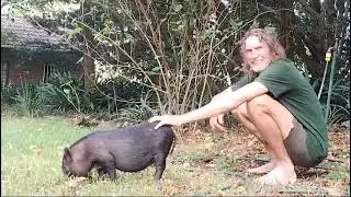 Rescued Piggie TRUFFEL now safe at Monkey Helpline.